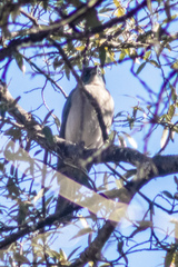 Aphelocoma woodhouseii