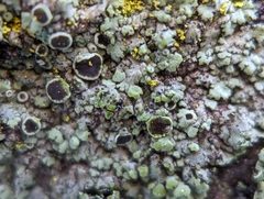 Phaeophyscia ciliata