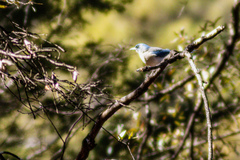 Aphelocoma woodhouseii