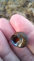 Chlorodiloma odontis