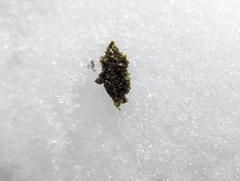 Phaeophyscia ciliata