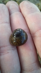 Chlorodiloma odontis