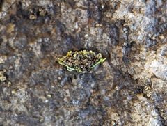 Phaeophyscia ciliata