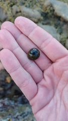 Chlorodiloma odontis