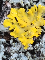 Xanthomendoza fallax