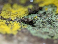 Phaeophyscia ciliata