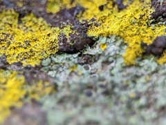 Phaeophyscia ciliata