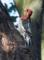 Sphyrapicus ruber ruber