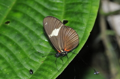 Heliconius hierax