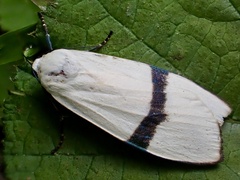 Vamuna alboluteola