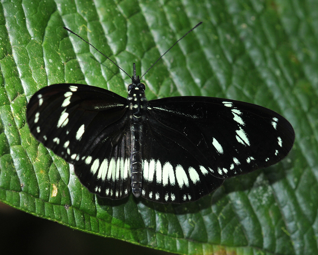Heliconius hecuba