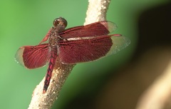 Neurothemis ramburii
