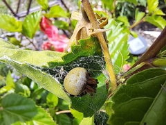 Araneus albotriangulus