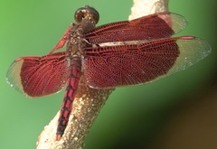 Neurothemis ramburii