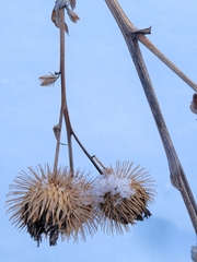 Arctium lappa