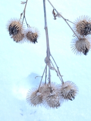 Arctium lappa