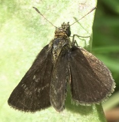 Aeromachus musca