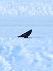 Corvus brachyrhynchos