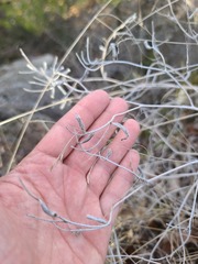 Mentzelia oligosperma