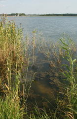 Phragmites australis