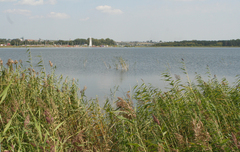 Phragmites australis