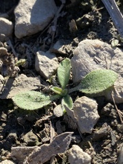 Heterotheca
