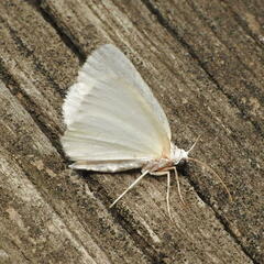 Lomographa vestaliata