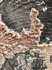 Corticium roseum