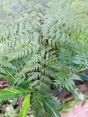 Davallia divaricata