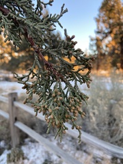 Juniperus grandis