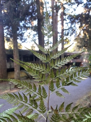 Davallia divaricata