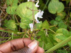 Equilabium laxiflorum