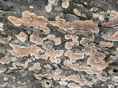 Corticium roseum