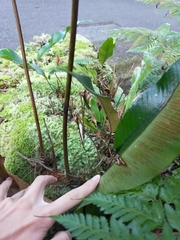 Davallia divaricata