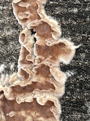 Corticium roseum