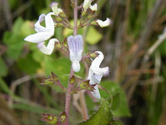 Equilabium laxiflorum