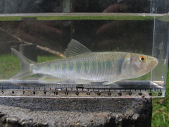 Opsariichthys bidens