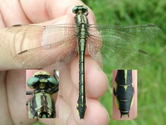 Gomphurus fraternus