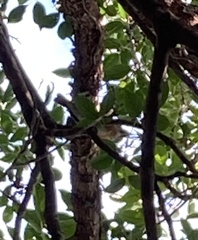 Turdus chrysolaus