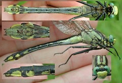 Gomphurus fraternus