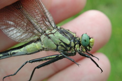 Gomphurus fraternus