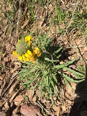 Erysimum capitatum capitatum