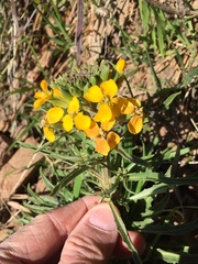 Erysimum capitatum capitatum