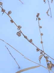 Campanula rapunculoides