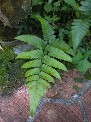 Diplazium viridissimum
