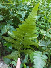 Diplazium viridissimum
