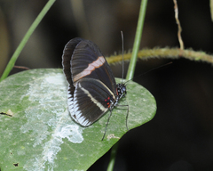 Heliconius erato cyrbia