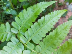 Diplazium viridissimum