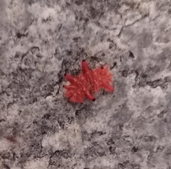 Phobetron hipparchia