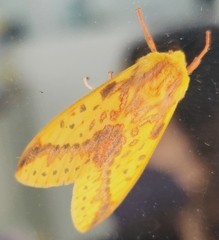 Symphlebia